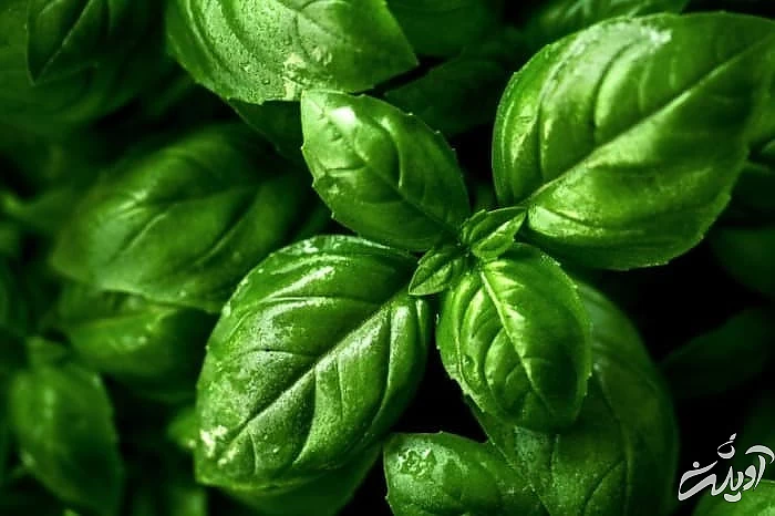 درمان خانگی سردرد قاعدگی خواص ریحان